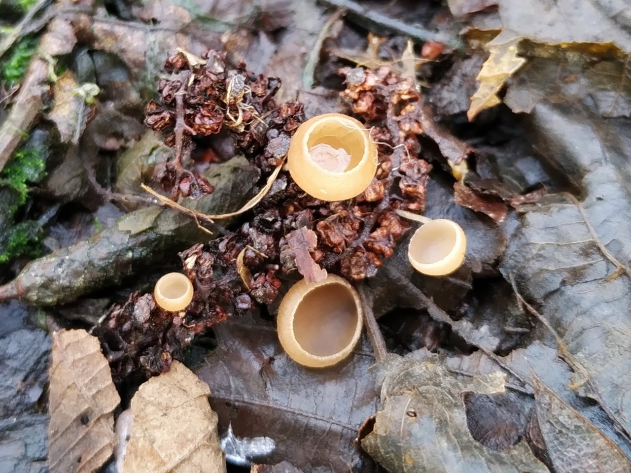 4. Цибория сережчатая (Ciboria amentacea)